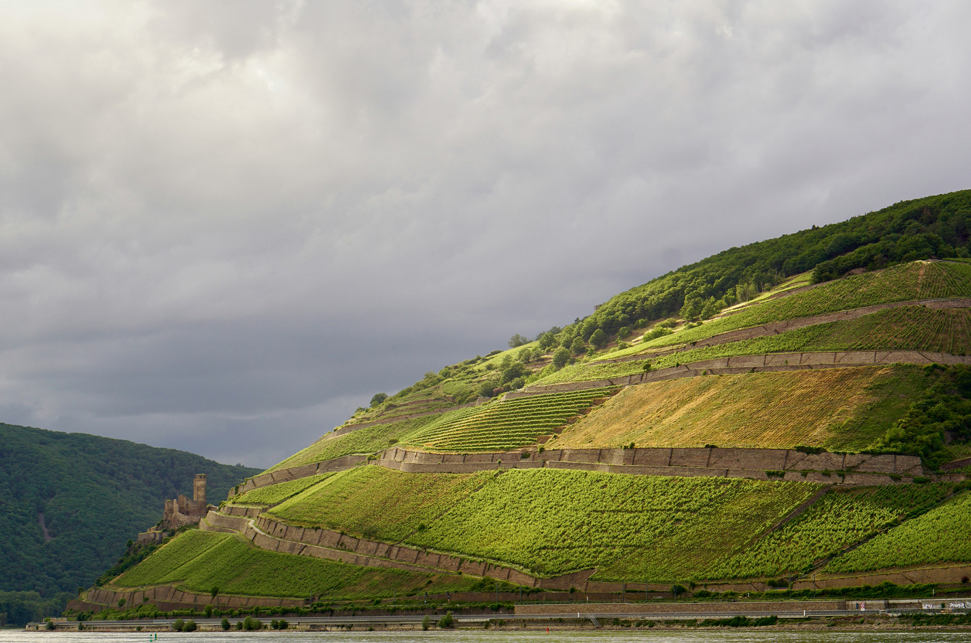 Riesling Vineyard on slopes of hillside